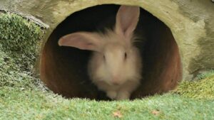 rabbit inside a hole in the ground